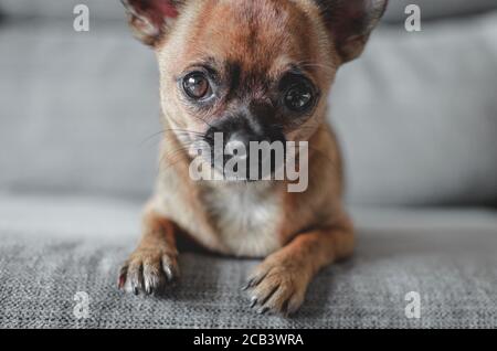 Portrait d'un mignon chihuahua regardant l'appareil photo. Mise au point sélective sur l'œil droit. Arrière-plan flou. Banque D'Images