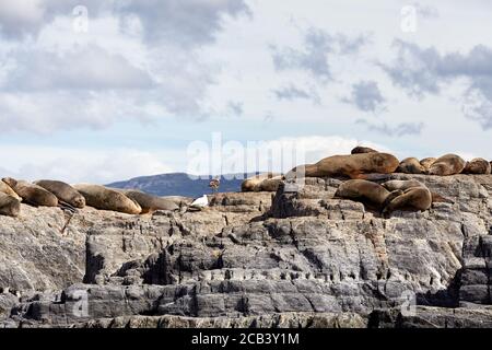 Lions de mer reposant sur une île rocheuse dans le chenal Beagle, Argentine, Amérique du Sud Banque D'Images