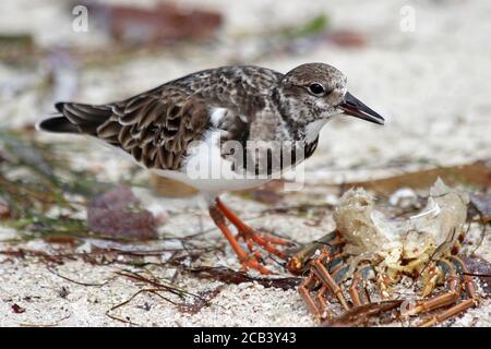 Tournepierre à collier Arenaria interpres se nourrissant des restes de langouste des Caraïbes Panulinus argus Banque D'Images