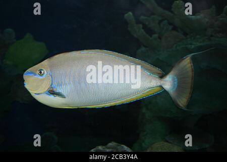 Bignose Unicornfish Naso vlamingii Banque D'Images