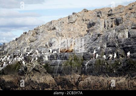 Lions de mer et cerfs impériaux sur une île rocheuse dans le canal Beagle, en Argentine Banque D'Images