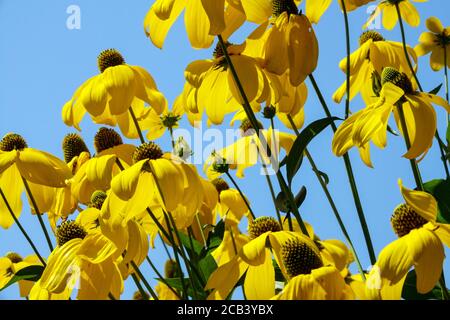 Rudbeckia Herbstsonne, Coneflower Gloriosa Daisy Banque D'Images