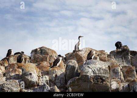 Imperial Shags (cormorans aux yeux bleus) sur une île de Beagle Channel, Argentine, Amérique du Sud Banque D'Images