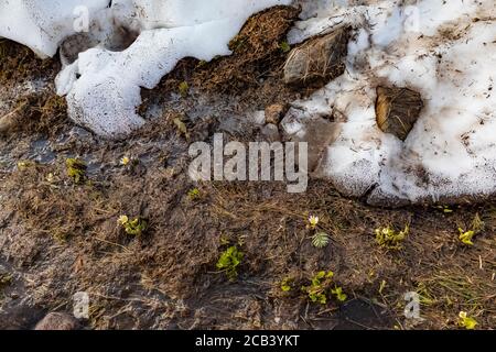 Ranunculus eschscholtzii, buttercup subalpin, émergeant alors que la banque de neige se rétrécit, dans un pré au-dessus du Paradis en juillet dans le parc national du Mont Rainier, Wa Banque D'Images