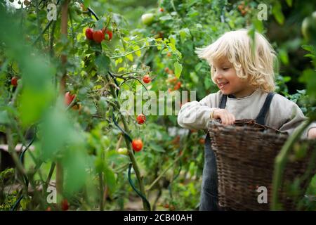 Petit garçon collectant des tomates cerises à l'extérieur dans le jardin, concept de mode de vie durable. Banque D'Images