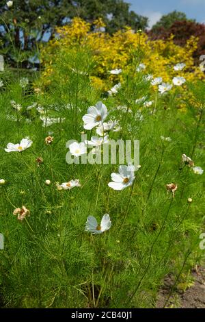 le jardin blanc cosmos se balançant dans la douce brise Banque D'Images