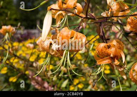 Le Cap Lily de Turk (Lilium superbum) fleurit dans les jardins fortifiés, West Dean, West Sussex, Angleterre, Royaume-Uni Banque D'Images