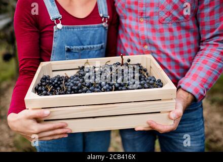 Homme et femme méconnaissables tenant des raisins en boîte dans le vignoble en automne, concept de récolte. Banque D'Images