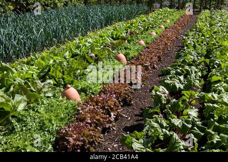 Légumes poussant dans le jardin bien entretenu de cuisine, West Dean, West Sussex, Angleterre, Royaume-Uni Banque D'Images