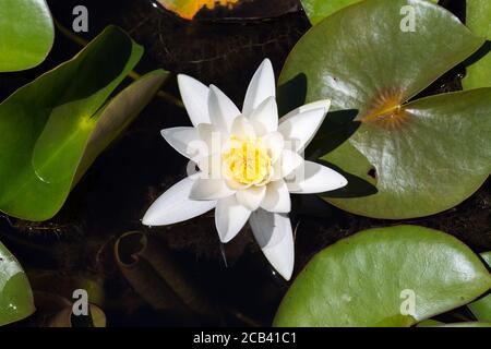 Vue de haut en bas sur Nymphaea hybride Hermine. Nénuphars blancs et fleuris. Banque D'Images