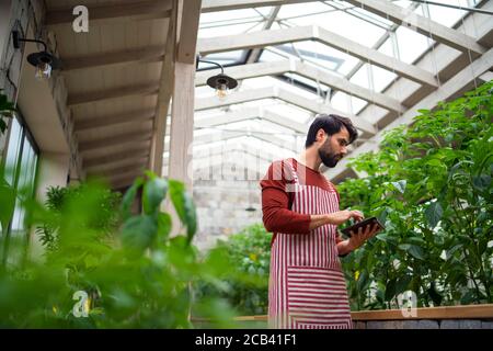 Homme jardinier avec une tablette debout en serre, travaillant. Banque D'Images