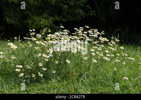 Fleurs de camomille de champ, également appelé Matricaria camomilla ou kamille Banque D'Images