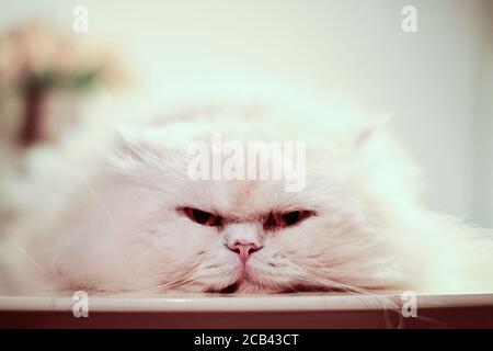 Chat blanc moelleux allongé à plat sur une table Banque D'Images