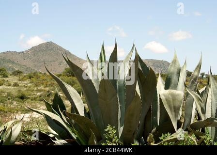 Usine d'Agave et paysage mexicain aride à l'extérieur de la ville minière du XIXe siècle de Mineral de Pozos, Guanajuato, Mexique Banque D'Images