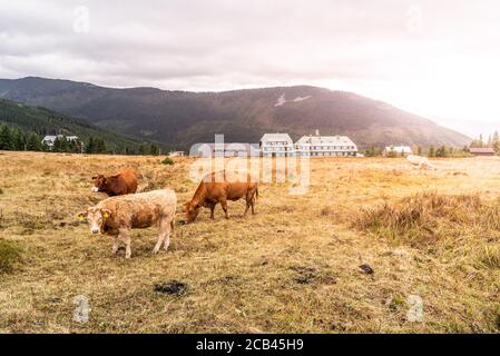 Bétail de montagne en pâturage sur pâturage. Krkonose, République tchèque. Banque D'Images