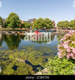 Chichester Ship Canal Bassin, Chichester, West Sussex, UK. Banque D'Images