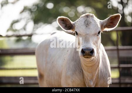 Divers animaux de ferme comme les porcs, les chevaux et les vaches dans une ferme du Texas. Banque D'Images