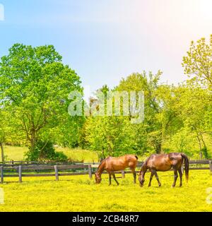 Chevaux paître sur un pâturage couvert de fleurs de coupe de beurre dans le centre du Kentucky Banque D'Images