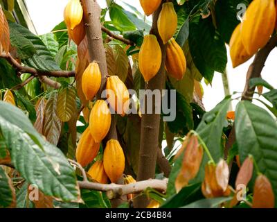 Gros plan sur une dosette de cacao Banque D'Images