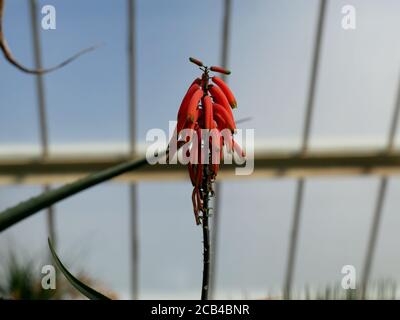 Cliché sélectif d'une fleur d'aloe vera Banque D'Images
