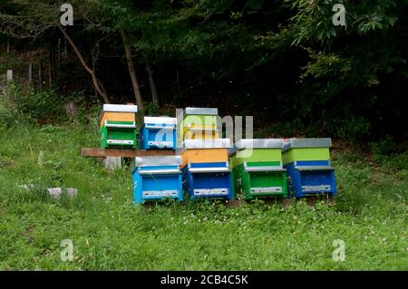 Vue sur quelques ruches colorées situées près d'une forêt dans la vallée de Capriasca dans le canton du Tessin, Suisse Banque D'Images