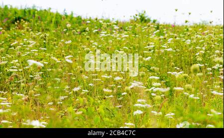 Un champ de dentelle de la reine Anne (Daucus carota) au Cape Cod National Seashore, Massachusetts, États-Unis Banque D'Images