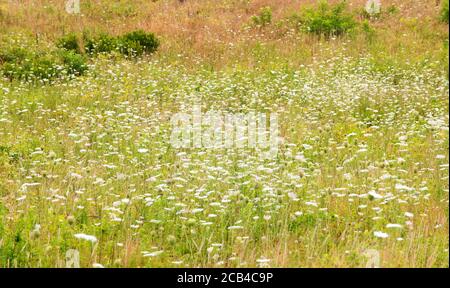 Un champ de dentelle de la reine Anne (Daucus carota) au Cape Cod National Seashore, Massachusetts, États-Unis Banque D'Images