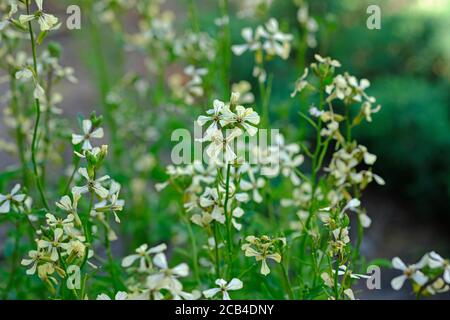 L'arugula verte fleurit avec des fleurs blanches. Culture d'herbes parfumées dans le jardin. Petites fleurs d'arugula blanches pendant la formation des graines. Banque D'Images