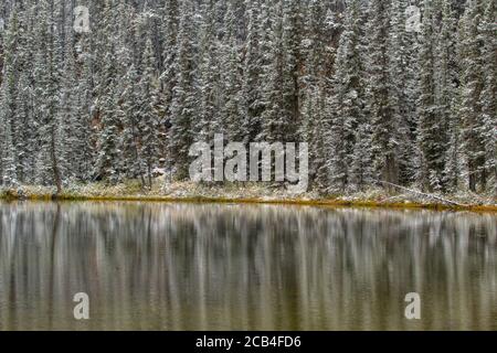 Neige fraîche autour d'un petit étang, parc national Banff, Alberta, Canada Banque D'Images