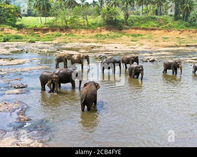 dh Eléphant orphelinat PINNAWKA SRI LANKA arrosage trou temps de bain troupeau d'éléphants dans l'eau de rivière elephas maximus asiatique Banque D'Images