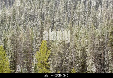 Neige fraîche sur une forêt de pins lodgepole, parc national Banff, Alberta, Canada Banque D'Images