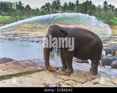 dh Elepha maximus maximus PINNAWKA SRI LANKA temps de bain lavage pulvérisation d'eau éléphants pulvérisation orphelinat vue sur l'éléphant côté Banque D'Images