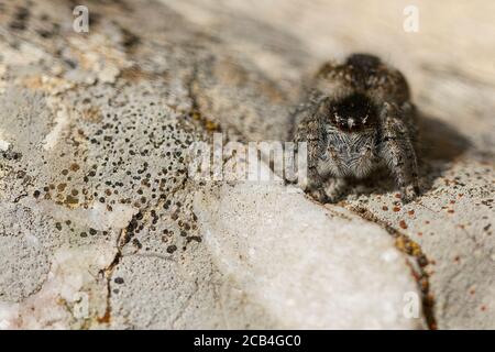 Araignée sautant femelle à fourrure, Philaeus chrysops Banque D'Images