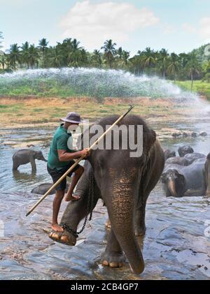 dh Eléphant asiatique orphelinat PINNAWKA SRI LANKA élève éléphants gardien le pied de montage du pilote se soulève en montant en montant le trou d'eau man Banque D'Images