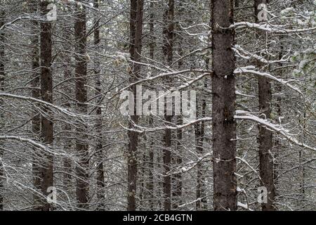 Neige fraîche dans une forêt de pins lodgepole, parc national Banff, Alberta, Canada Banque D'Images