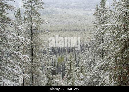 Neige fraîche dans une forêt de pins lodgepole, parc national Banff, Alberta, Canada Banque D'Images