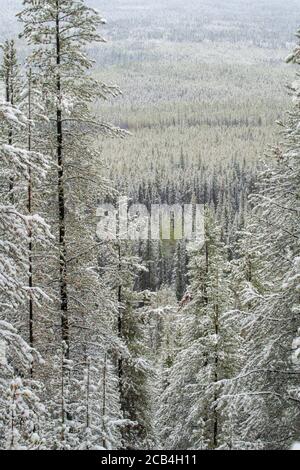 Neige fraîche dans une forêt de pins lodgepole, parc national Banff, Alberta, Canada Banque D'Images