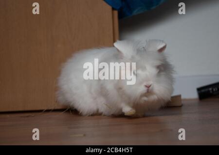 Belle photo d'un lapin angora blanc moelleux dans le maison Banque D'Images