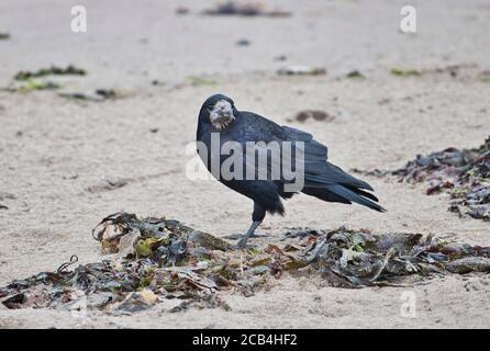 Rok (Corvus frugilegus) se trouvant sur la plage à marée basse Banque D'Images