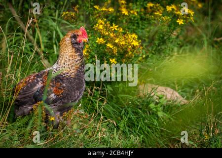 Jeune coq de poulet, hybride araucana Banque D'Images