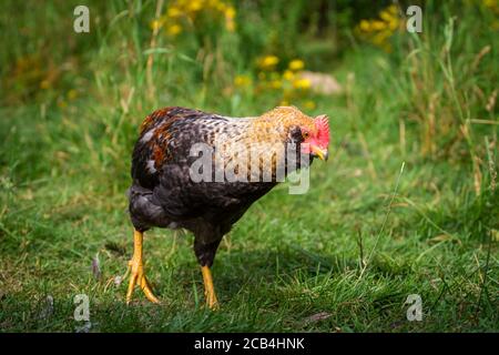 Jeune coq de poulet, hybride araucana Banque D'Images