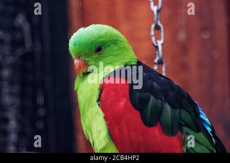 Le perroquet à ailes rouges mesure généralement entre 30 et 33 cm (12–13 po) de longueur. Les deux sexes ont des ailes rouge vif et un corps vert vif. Banque D'Images