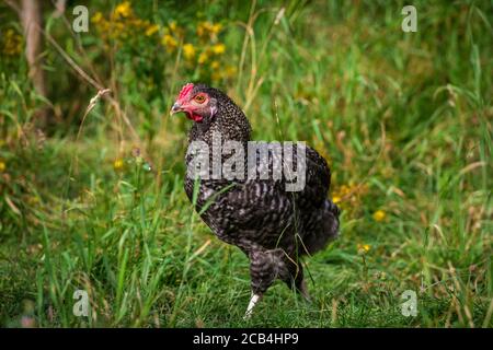 Jeune coq de poulet, hybride araucana Banque D'Images