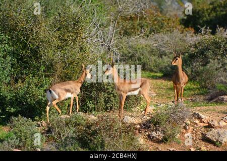 Gazelle de montagne, Gazella gazella gazella Banque D'Images