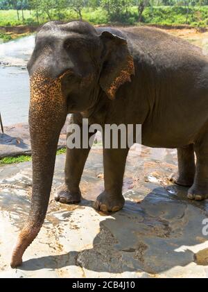 dh Elepha maximus maximus PINNAWKA SRI LANKA éléphant sri lankais vue sur les éléphants Banque D'Images