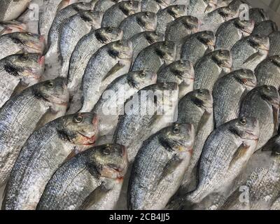 Poisson frais cru à la dorade sur le comptoir du marché méditerranéen. Beaucoup de poissons Dorado. Gros plan de poisson frais de dorade de mer sur glace dans le magasin du marché. Dorado fis Banque D'Images