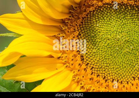 Macro photographie d'un tournesol Banque D'Images