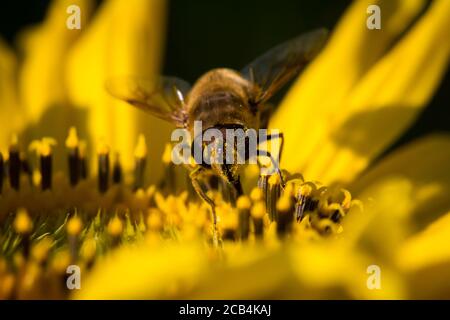 Alimentation des abeilles sauvages dans un tournesol Banque D'Images