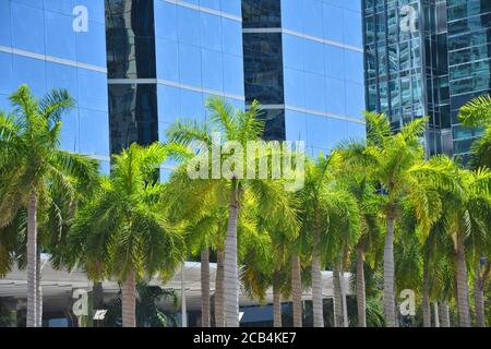 Palmiers devant un gratte-ciel moderne dans le centre-ville de Miami. Banque D'Images