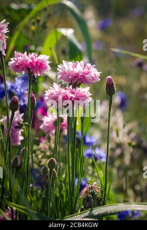 Prairie de fleurs, fleurs de maïs Banque D'Images